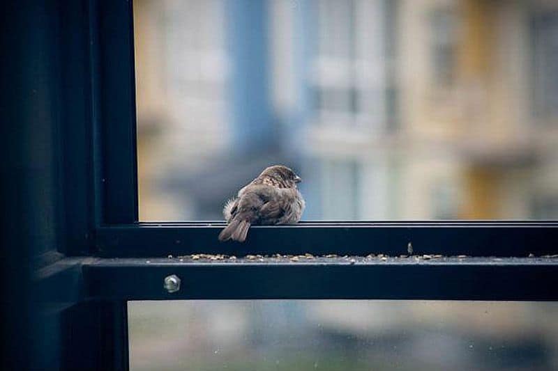 примета, птица стучится в окно