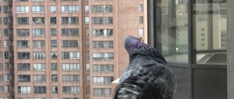 Толкование приметы, если голубь залетел на балкон
