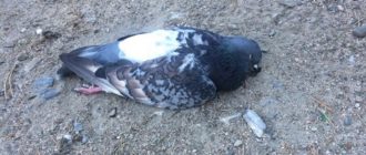 приметы про мертвого голубя