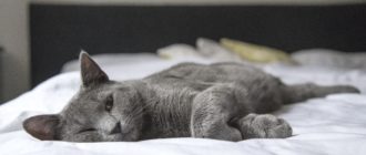 почему кошка идет спать в кровать к человеку