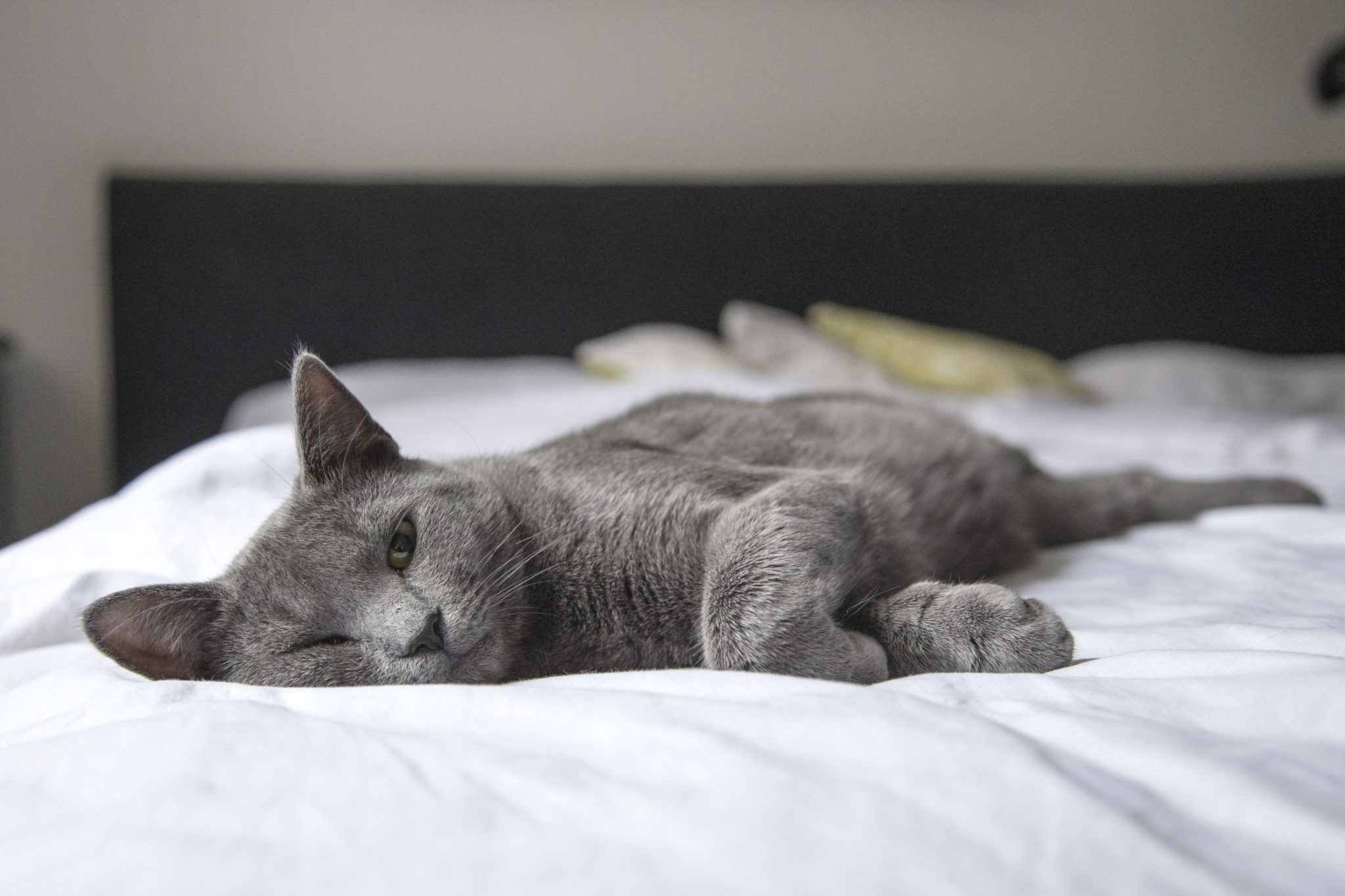 почему кошка идет спать в кровать к человеку