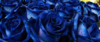 народные приметы про синие розы