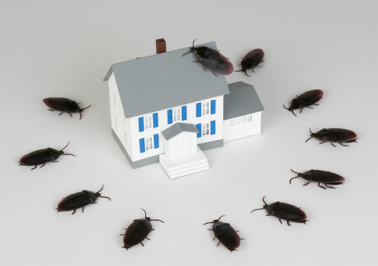к чему в доме появляются тараканы