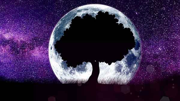 луна и дерево