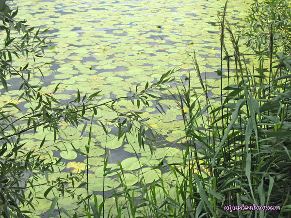 Водяные лилии на Раифском озере
