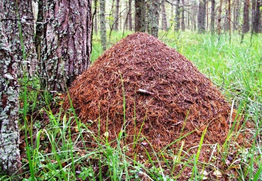 муравейник в лесу