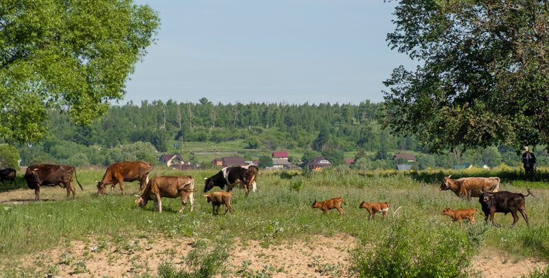 Коровы из Оптиной пустыни