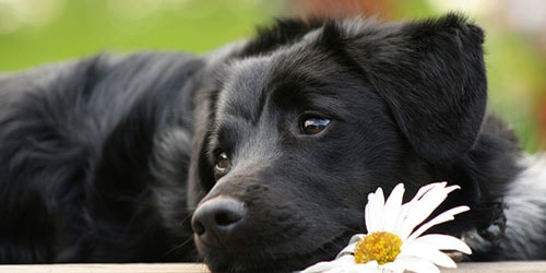 Мечта о черной собаке
