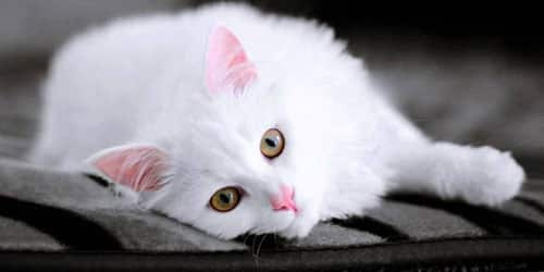 Красивый белый кот во сне