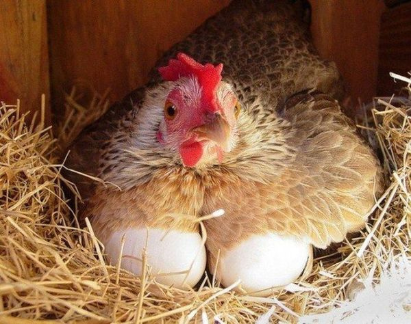 Курица, несущая яйца, является символом удачи