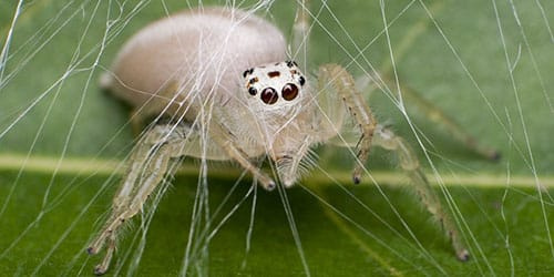 видеть во сне белого паука