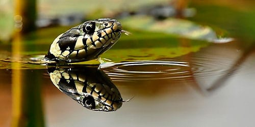 К чему снятся змеи в воде?