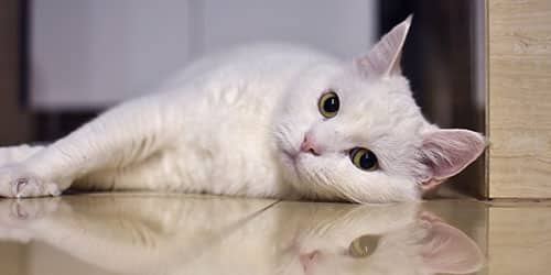 К чему снится белая кошка?