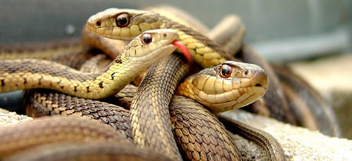 К чему снится много змей?