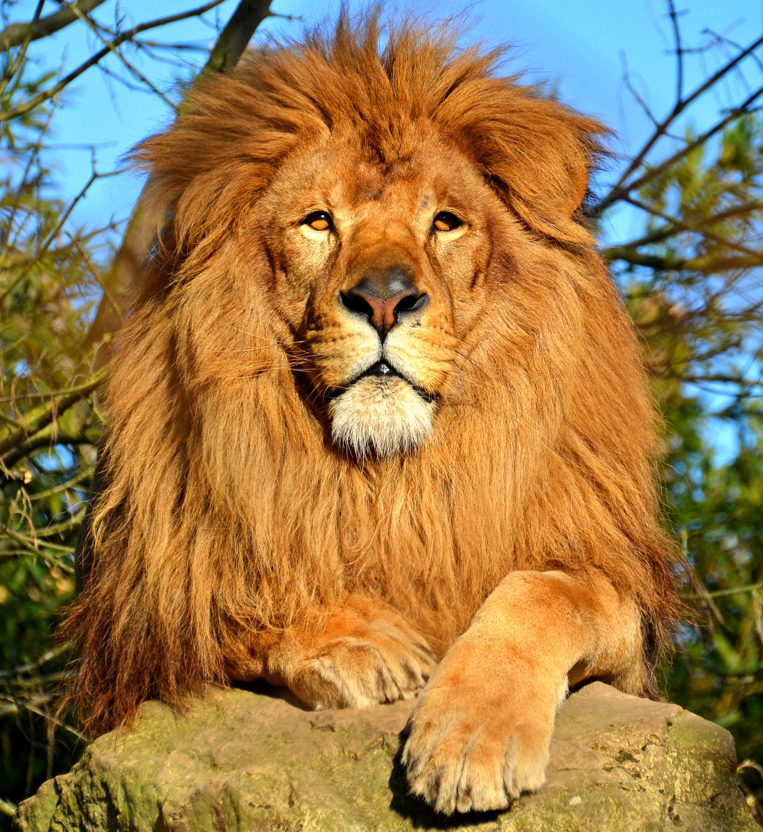 самец льва