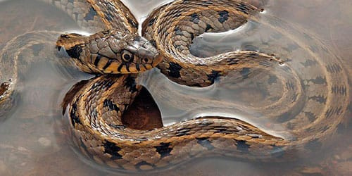 Сонник змей в воде