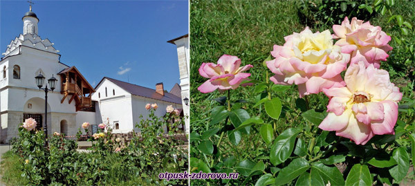 Территория, розы. Веденский Владычный монастырь, Серпухов.