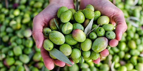 к чему снятся оливки
