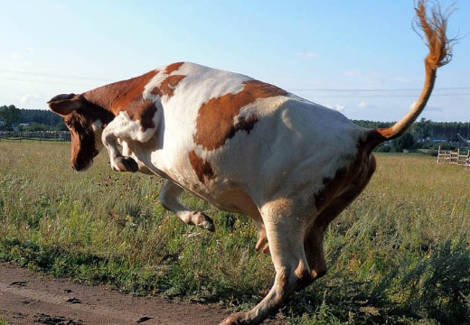 Корова прыгает по дороге