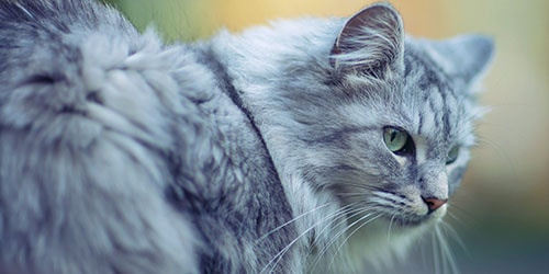 К чему снится пушистый серый кот?