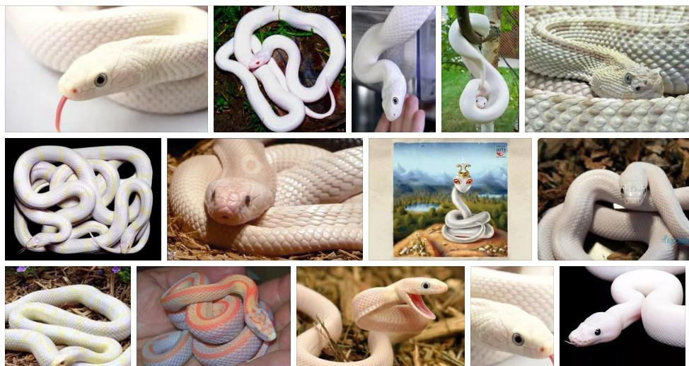 Приснилась белая змея: толкование сна по сонникам