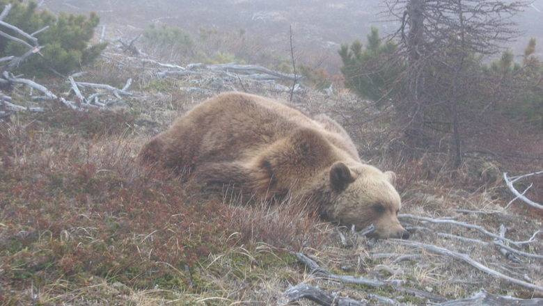 К чему снится убить медведя
