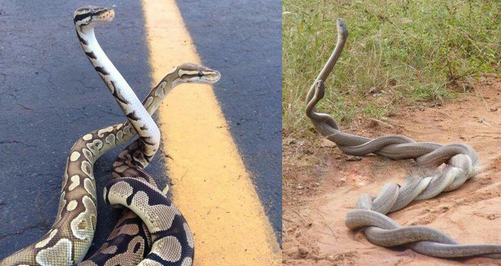 агрессивная змея