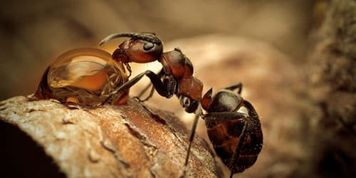 К чему снятся муравьи?