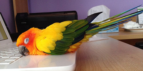 спящий попугай