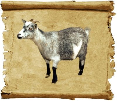 Заговор на продажу коз и овец