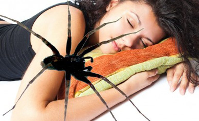 Что означает паук во сне.