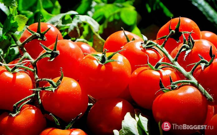 Самые необычные обряды и ритуалы в мире: La Tomatina