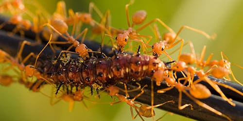 Видеть во сне желтых муравьев