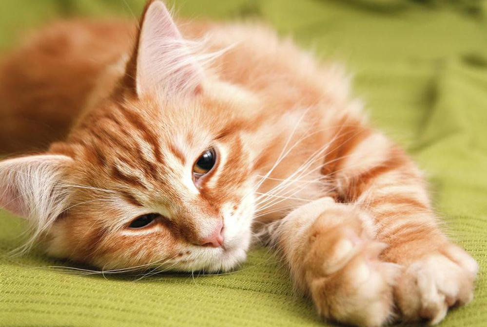 К чему может сниться женщине или девушке рыжий кот?