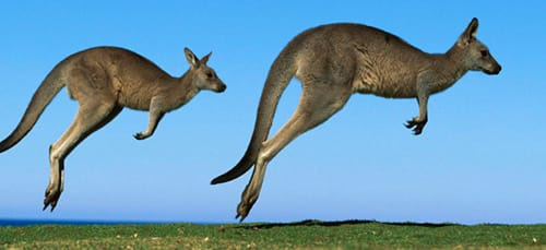 прыгающий кенгуру