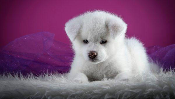 Белый щенок