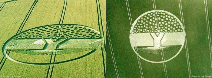 Расшифровка кругов на полях: что там говорят инопланетяне (8 фото)