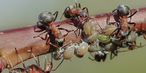 Приснилось много муравьев